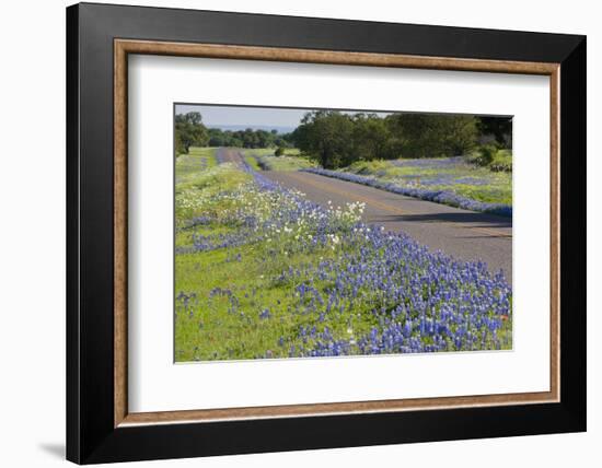 Texas Bluebonnet Flowers in Bloom, Central Texas, USA-Larry Ditto-Framed Photographic Print