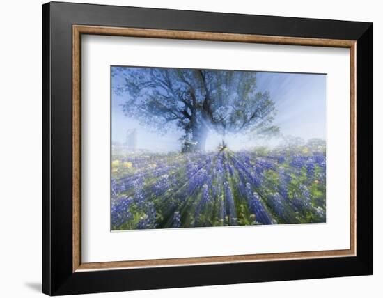 Texas Bluebonnet Flowers in Bloom, Central Texas, USA-Larry Ditto-Framed Photographic Print