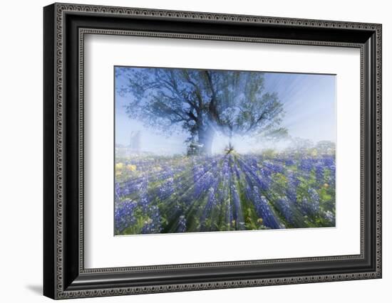 Texas Bluebonnet Flowers in Bloom, Central Texas, USA-Larry Ditto-Framed Photographic Print