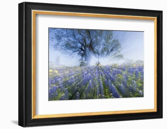 Texas Bluebonnet Flowers in Bloom, Central Texas, USA-Larry Ditto-Framed Photographic Print