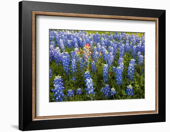 Texas Bluebonnet Flowers in Bloom, Central Texas, USA-Larry Ditto-Framed Photographic Print