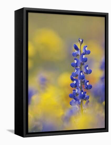 Texas Bluebonnet in Field of Wildflowers, Gonzales County, Texas-Rolf Nussbaumer-Framed Premier Image Canvas