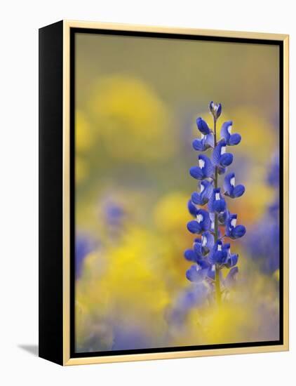 Texas Bluebonnet in Field of Wildflowers, Gonzales County, Texas-Rolf Nussbaumer-Framed Premier Image Canvas