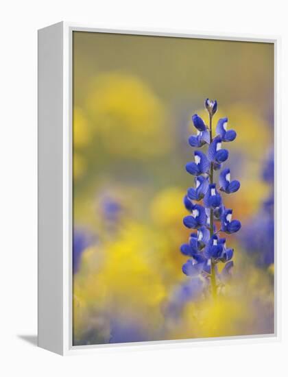 Texas Bluebonnet in Field of Wildflowers, Gonzales County, Texas-Rolf Nussbaumer-Framed Premier Image Canvas