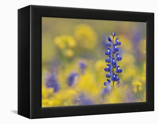Texas Bluebonnet in Field of Wildflowers, Gonzales County, Texas-Rolf Nussbaumer-Framed Premier Image Canvas