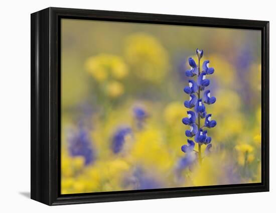 Texas Bluebonnet in Field of Wildflowers, Gonzales County, Texas-Rolf Nussbaumer-Framed Premier Image Canvas