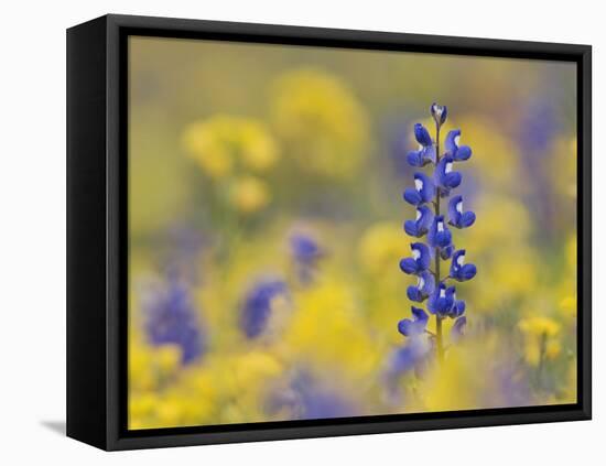 Texas Bluebonnet in Field of Wildflowers, Gonzales County, Texas-Rolf Nussbaumer-Framed Premier Image Canvas