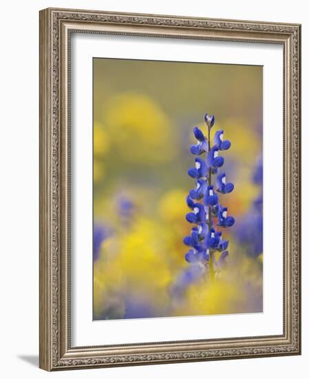 Texas Bluebonnet in Field of Wildflowers, Gonzales County, Texas-Rolf Nussbaumer-Framed Photographic Print