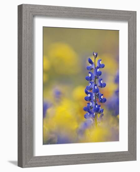 Texas Bluebonnet in Field of Wildflowers, Gonzales County, Texas-Rolf Nussbaumer-Framed Photographic Print