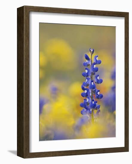 Texas Bluebonnet in Field of Wildflowers, Gonzales County, Texas-Rolf Nussbaumer-Framed Photographic Print