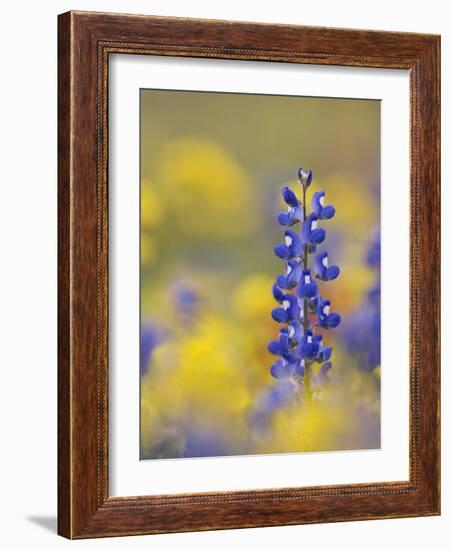 Texas Bluebonnet in Field of Wildflowers, Gonzales County, Texas-Rolf Nussbaumer-Framed Photographic Print