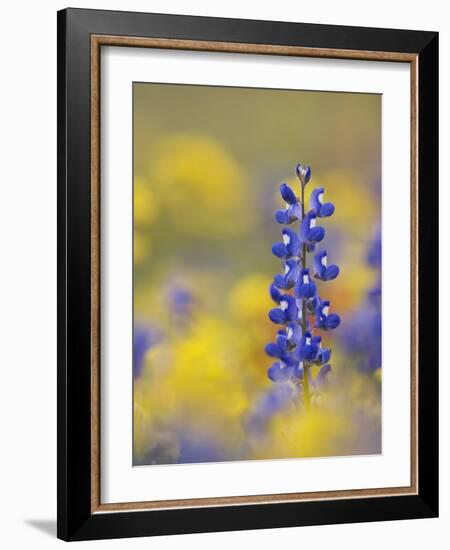 Texas Bluebonnet in Field of Wildflowers, Gonzales County, Texas-Rolf Nussbaumer-Framed Photographic Print