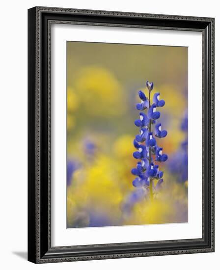 Texas Bluebonnet in Field of Wildflowers, Gonzales County, Texas-Rolf Nussbaumer-Framed Photographic Print