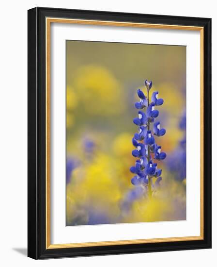 Texas Bluebonnet in Field of Wildflowers, Gonzales County, Texas-Rolf Nussbaumer-Framed Photographic Print