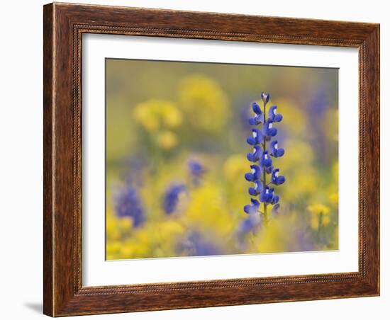 Texas Bluebonnet in Field of Wildflowers, Gonzales County, Texas-Rolf Nussbaumer-Framed Photographic Print