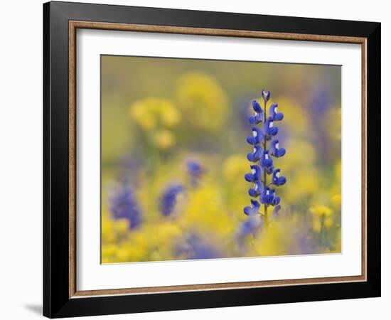 Texas Bluebonnet in Field of Wildflowers, Gonzales County, Texas-Rolf Nussbaumer-Framed Photographic Print