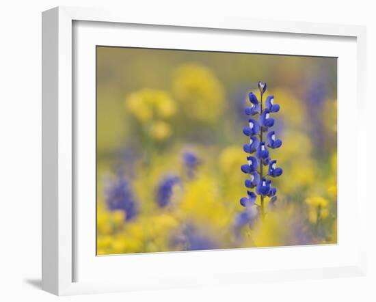 Texas Bluebonnet in Field of Wildflowers, Gonzales County, Texas-Rolf Nussbaumer-Framed Photographic Print