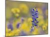 Texas Bluebonnet in Field of Wildflowers, Gonzales County, Texas-Rolf Nussbaumer-Mounted Photographic Print