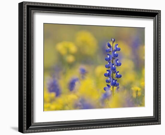 Texas Bluebonnet in Field of Wildflowers, Gonzales County, Texas-Rolf Nussbaumer-Framed Photographic Print