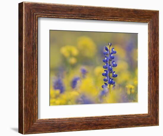 Texas Bluebonnet in Field of Wildflowers, Gonzales County, Texas-Rolf Nussbaumer-Framed Photographic Print