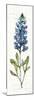 Texas Bluebonnet IV-Anne Tavoletti-Mounted Art Print