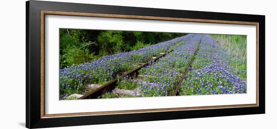 Texas Bluebonnet (Lupininus Texensis) Flowers on Deserted Railroad Track, Texas Hill Country-null-Framed Photographic Print