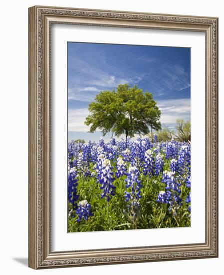 Texas Bluebonnets and Oak Tree, Texas, USA-Julie Eggers-Framed Photographic Print