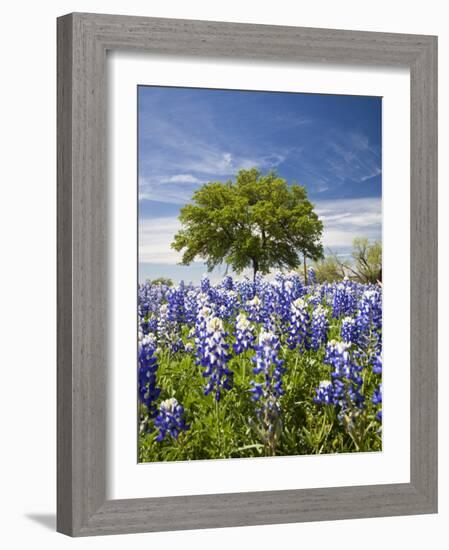 Texas Bluebonnets and Oak Tree, Texas, USA-Julie Eggers-Framed Photographic Print