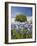 Texas Bluebonnets and Oak Tree, Texas, USA-Julie Eggers-Framed Photographic Print