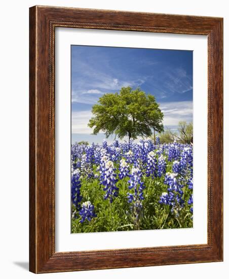 Texas Bluebonnets and Oak Tree, Texas, USA-Julie Eggers-Framed Photographic Print