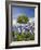 Texas Bluebonnets and Oak Tree, Texas, USA-Julie Eggers-Framed Photographic Print