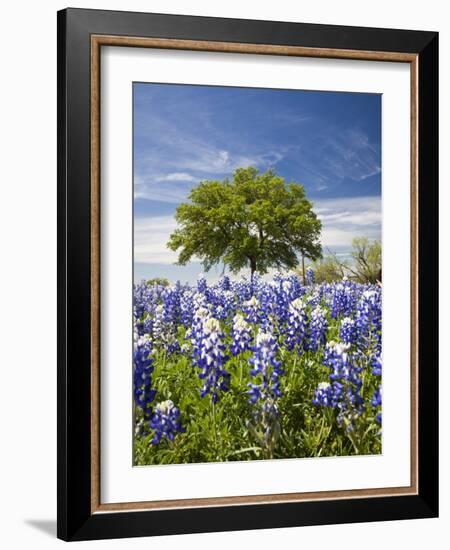 Texas Bluebonnets and Oak Tree, Texas, USA-Julie Eggers-Framed Photographic Print