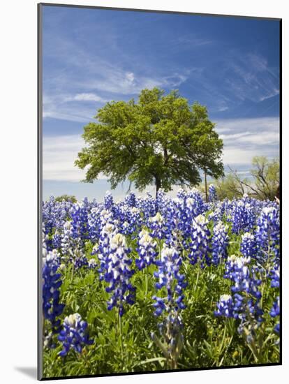 Texas Bluebonnets and Oak Tree, Texas, USA-Julie Eggers-Mounted Photographic Print