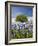 Texas Bluebonnets and Oak Tree, Texas, USA-Julie Eggers-Framed Photographic Print