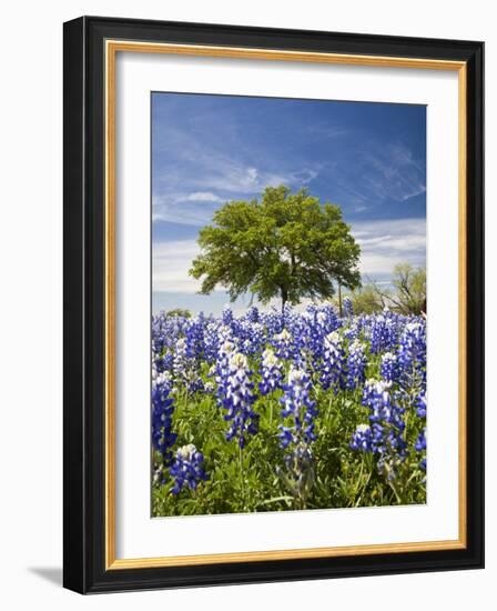 Texas Bluebonnets and Oak Tree, Texas, USA-Julie Eggers-Framed Photographic Print