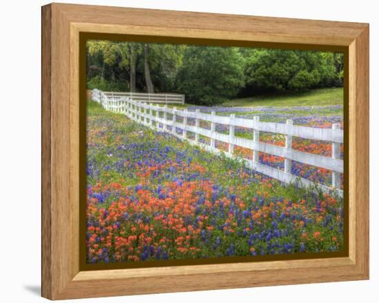 Texas Bluebonnets and Paintbrush Along White Fence Line, Texas, USA-Julie Eggers-Framed Premier Image Canvas