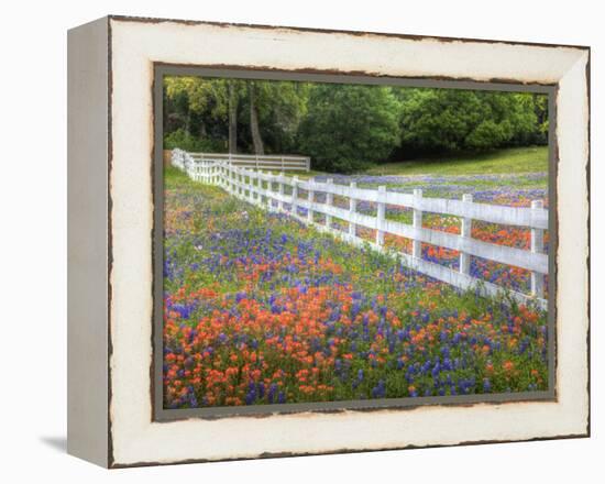 Texas Bluebonnets and Paintbrush Along White Fence Line, Texas, USA-Julie Eggers-Framed Premier Image Canvas