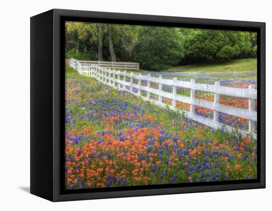 Texas Bluebonnets and Paintbrush Along White Fence Line, Texas, USA-Julie Eggers-Framed Premier Image Canvas