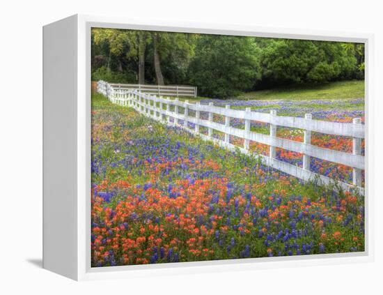 Texas Bluebonnets and Paintbrush Along White Fence Line, Texas, USA-Julie Eggers-Framed Premier Image Canvas