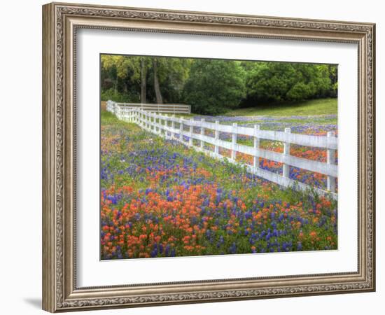 Texas Bluebonnets and Paintbrush Along White Fence Line, Texas, USA-Julie Eggers-Framed Photographic Print