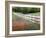 Texas Bluebonnets and Paintbrush Along White Fence Line, Texas, USA-Julie Eggers-Framed Photographic Print