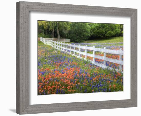 Texas Bluebonnets and Paintbrush Along White Fence Line, Texas, USA-Julie Eggers-Framed Photographic Print