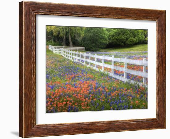 Texas Bluebonnets and Paintbrush Along White Fence Line, Texas, USA-Julie Eggers-Framed Photographic Print