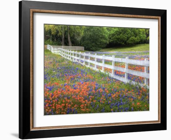 Texas Bluebonnets and Paintbrush Along White Fence Line, Texas, USA-Julie Eggers-Framed Photographic Print