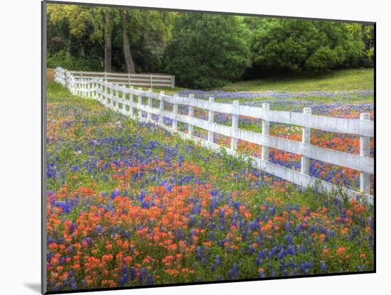 Texas Bluebonnets and Paintbrush Along White Fence Line, Texas, USA-Julie Eggers-Mounted Photographic Print
