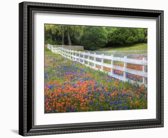 Texas Bluebonnets and Paintbrush Along White Fence Line, Texas, USA-Julie Eggers-Framed Photographic Print