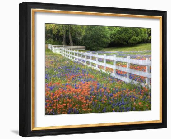 Texas Bluebonnets and Paintbrush Along White Fence Line, Texas, USA-Julie Eggers-Framed Photographic Print