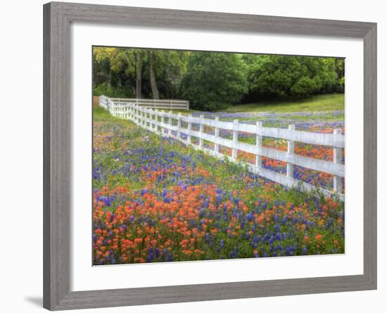 Texas Bluebonnets and Paintbrush Along White Fence Line, Texas, USA-Julie Eggers-Framed Photographic Print