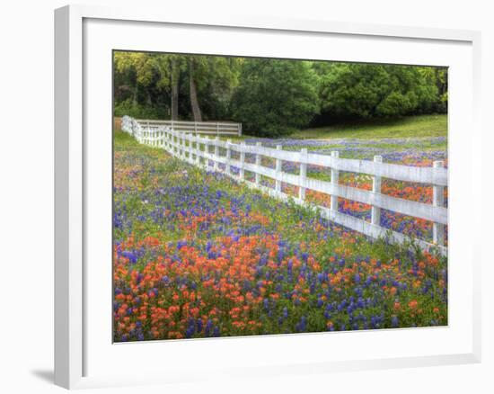 Texas Bluebonnets and Paintbrush Along White Fence Line, Texas, USA-Julie Eggers-Framed Photographic Print