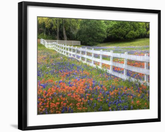 Texas Bluebonnets and Paintbrush Along White Fence Line, Texas, USA-Julie Eggers-Framed Photographic Print